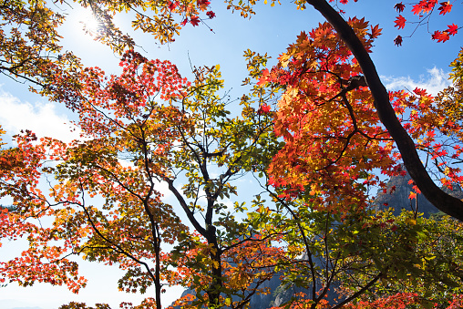 Beautiful fall foliage in the northeast USA