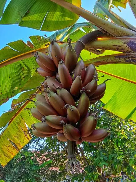 Photo of Musa acuminata