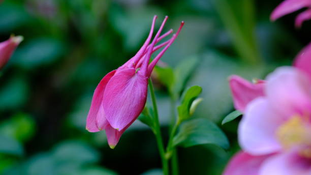 istock Pink Columbine flowers 1751504723