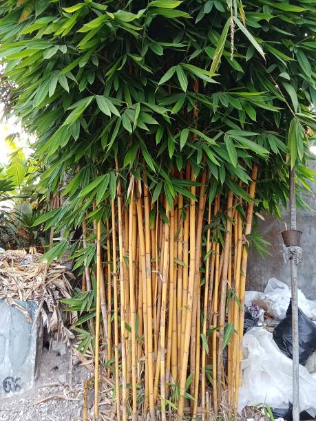 istock Bambusa vulgaris 1751516711