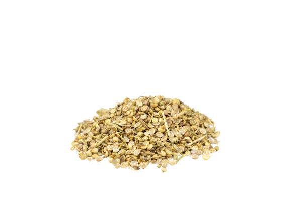 koriander, auch bekannt als koriandersamen, isoliert auf weißem hintergrund - cilantro seed coriander seed spice stock-fotos und bilder