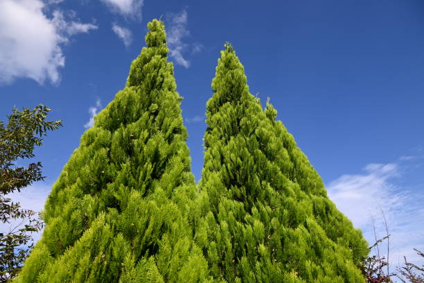 туя китайская ( platycladus orientalis ). кипарисовые (cupressaceae) вечнозеленое хвойное дерево родом из китая. - eastern arborvitae стоковые фото и изображения