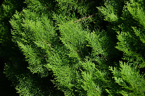 туя китайская ( platycladus orientalis ). кипарисовые (cupressaceae) вечнозеленое хвойное дерево родом из китая. - eastern arborvitae стоковые фото и изображения