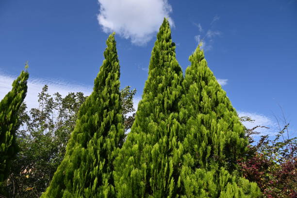 туя китайская ( platycladus orientalis ). кипарисовые (cupressaceae) вечнозеленое хвойное дерево родом из китая. - eastern arborvitae стоковые фото и изображения