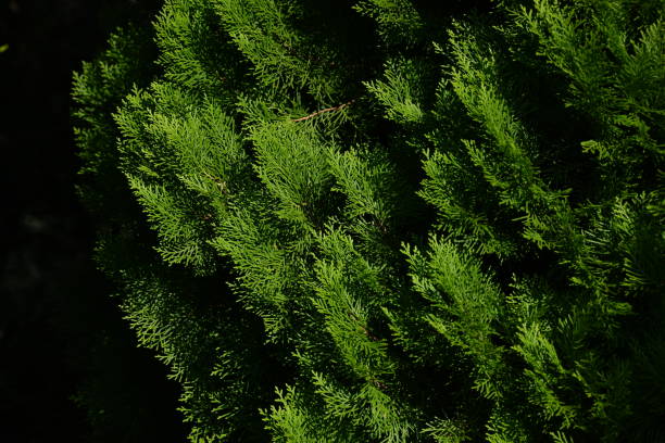 туя китайская ( platycladus orientalis ). кипарисовые (cupressaceae) вечнозеленое хвойное дерево родом из китая. - eastern arborvitae стоковые фото и изображения