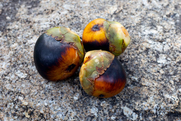 istock Toddy palm fruit or palmyra palm 1751582127