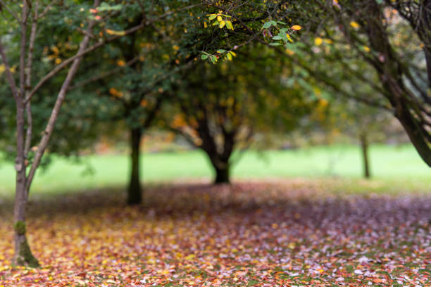 Gorgeous autumn colors of VanDusen botanic garden in Vancouver city