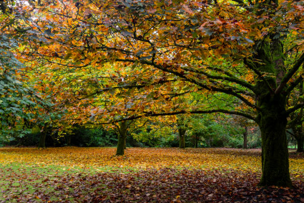istock VanDusen Botanic Garden 1751583774
