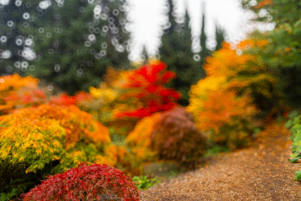 Gorgeous autumn colors of VanDusen botanic garden in Vancouver city