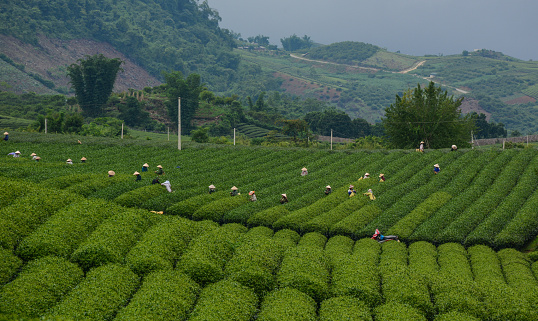 Moc Chau, Vietnam - May 26, 2016. Farmers working on tea fields in Moc Chau, Vietnam. Vietnam has a huge potential in agro-products such as paddy rice, tea, coffee.