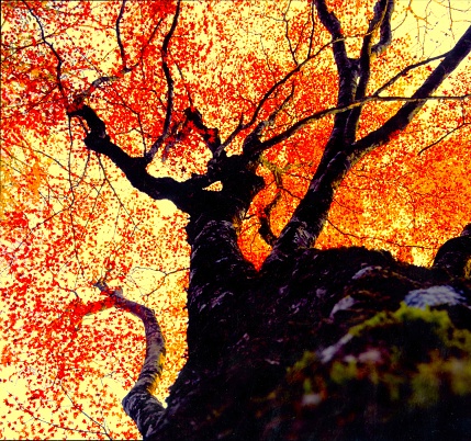 While climbing, I took pictures of the beautiful autumn leaves of the mountain zelkova.