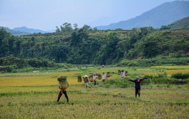 люди собирают урожай риса на севере вьетнама - 2802 стоковые фото и изображения