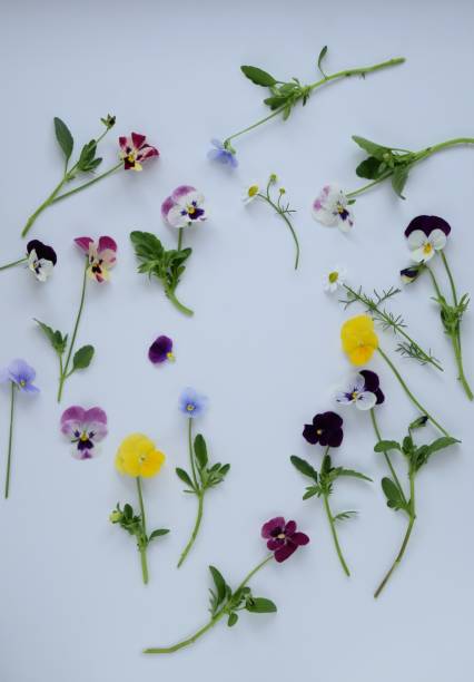 istock spring flowers and herbs on white background. 1751618243