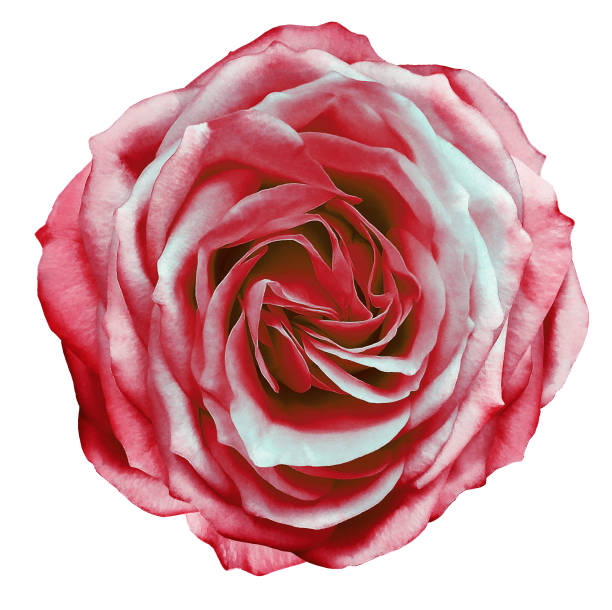 Red   rose flower  on white  isolated background with clipping path. Closeup. For design. Nature.