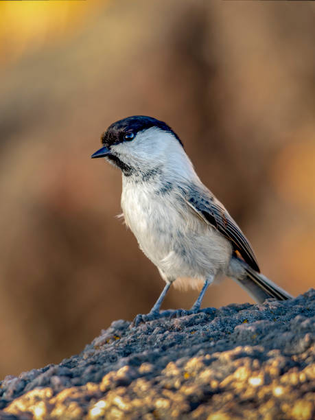 istock Coal tit on the rock. Close-up 1751619941