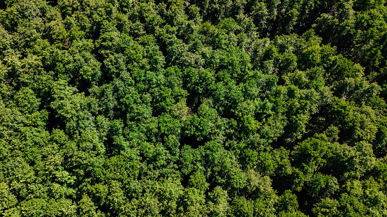 Aerial view from drone of a lush green forest or woodland