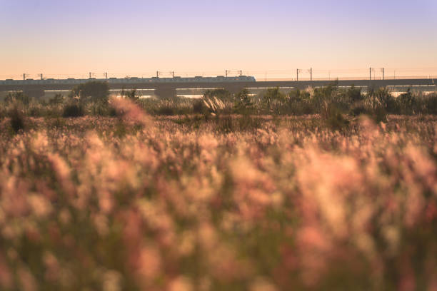istock Natal Grass in the foreground, sunset and a moving train in the background. 1751631672