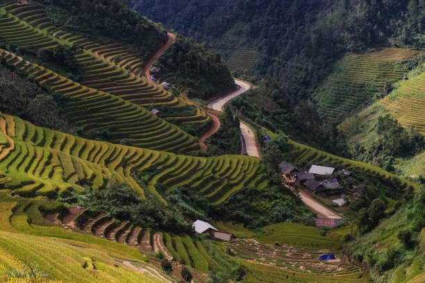 istock Terraced rice field in Northern Vietnam 1751641210