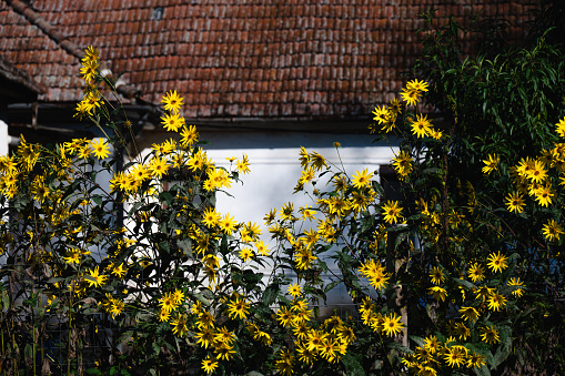 Yellow flowers garden background