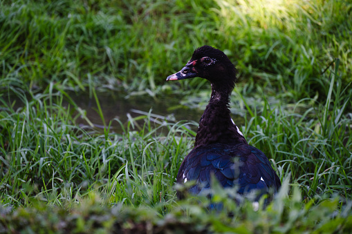 Muscovy Duck Cairina moschata