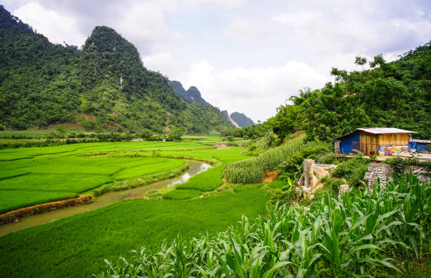 Terraced rice field in Northern Vietnam Terraced rice field with a wooden house at countryside in Sapa, Northern Vietnam. yên bái stock pictures, royalty-free photos & images