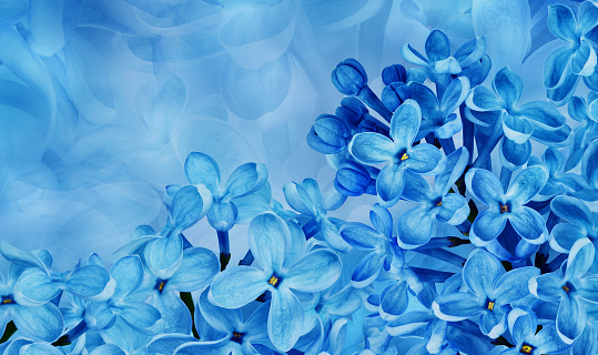 Floral spring background. Lilac bouquet of   blue  flowers  and  petals. Close-up. Nature. Lilac bunch.