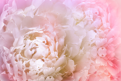 Peony flower. Floral background.  Closeup.   Nature.