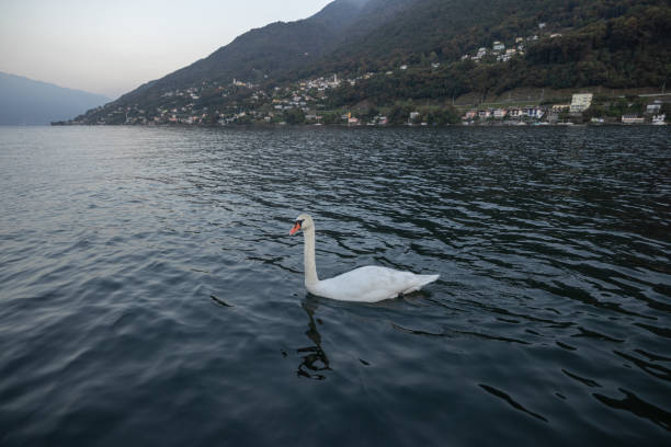 White swan on the water surface. beautiful bird swims on the river. swan in the lake. close-up, wet bird.