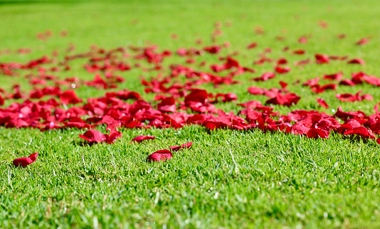 Red rose petals scattered across the lawn