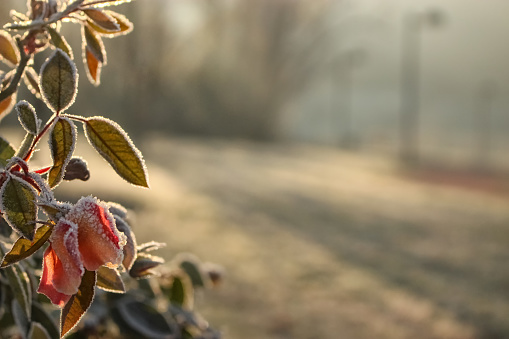 against the background of a blurred empty park, in the early and frosty morning, in the lower left corner you can see part of a rose bush, leaves and a flower, a rosebud covered with frost