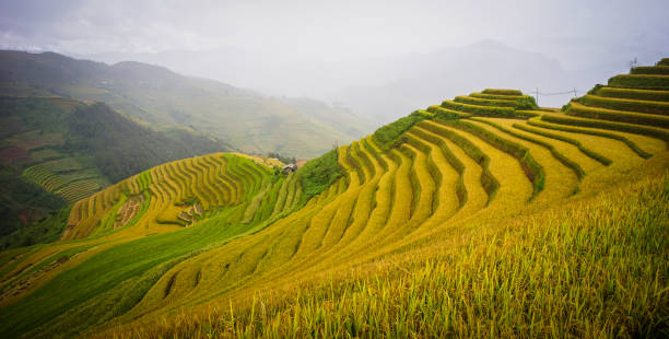 istock Terraced rice field in Northern Vietnam 1751675325