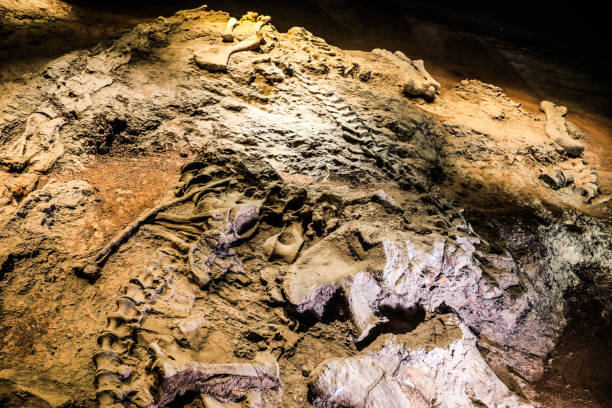 trung quốc thung lũng khủng long thế giới vân nam - dinosaur fossil hình ảnh sẵn có, bức ảnh & hình ảnh trả phí bản quyền một lần