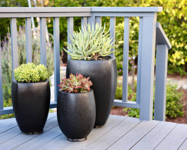 istock Group of potted plants in matte black ceramic containers 1751678794