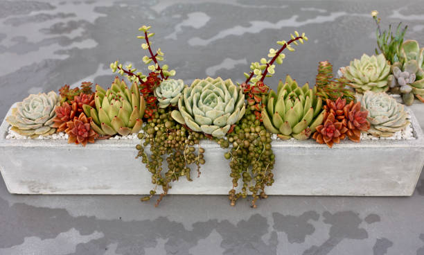istock Table centerpiece made with cactus and succulents 1751678805