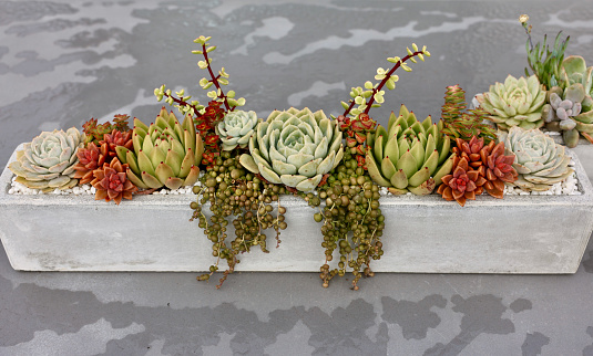 Table centerpiece made with cactus and succulents