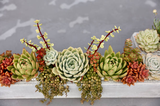 Table centerpiece made with cactus and succulents