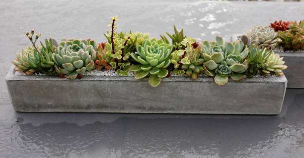 Table centerpiece made with cactus and succulents