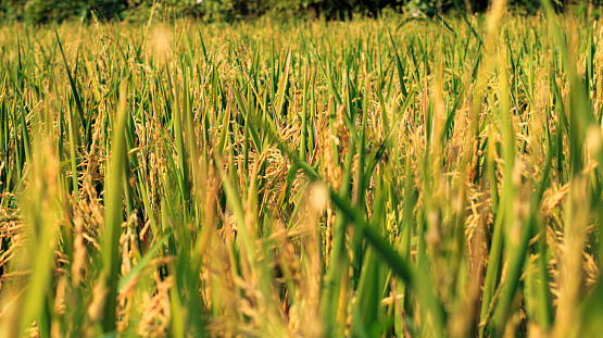 Rice ready for harvest on an Arkansas farm