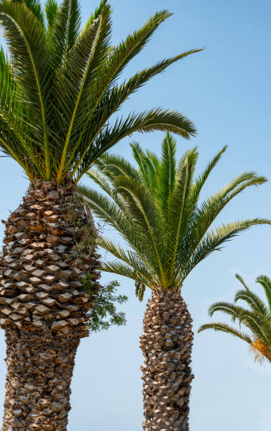 istock Date (phoenix) palms against the blue sky 1751684503