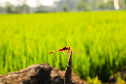 Dragonflies perched on cassava stems on the edge of the rice fields