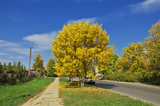 Trees during Aatumn in Russia