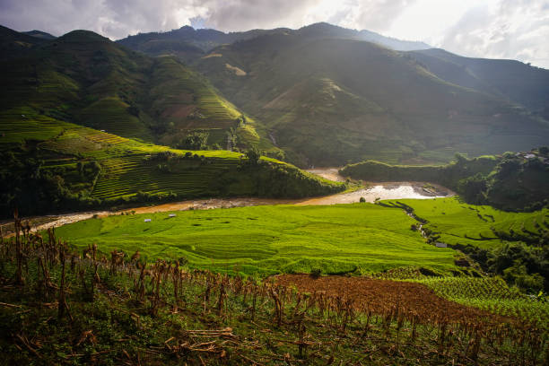 istock Terraced rice field in Northern Vietnam 1751689037