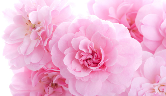 Horizontal studio shot on white of light pink roses.  One stem of cluster roses.