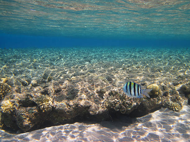 sergent-major à queue en ciseaux - red sea taba sand reef photos et images de collection