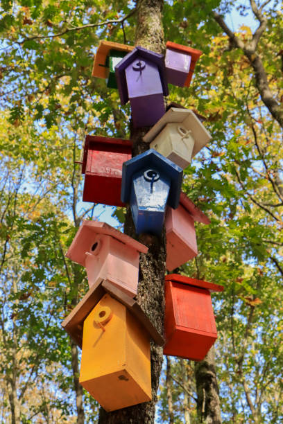 istock colorful bird nests in the forest 1751693499