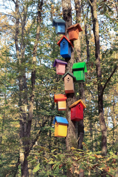 istock Colorful bird nests in the forest 1751694016