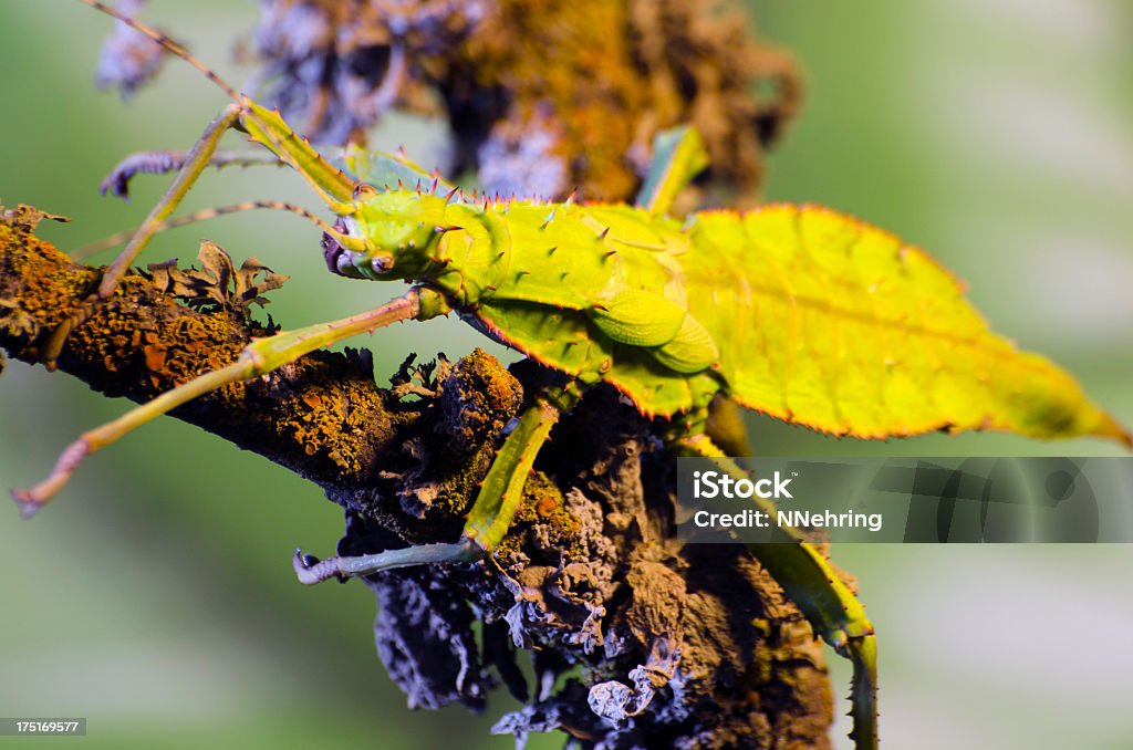 Malese Ninfa Heteropteryx dilatata giungla - Foto stock royalty-free di Animale