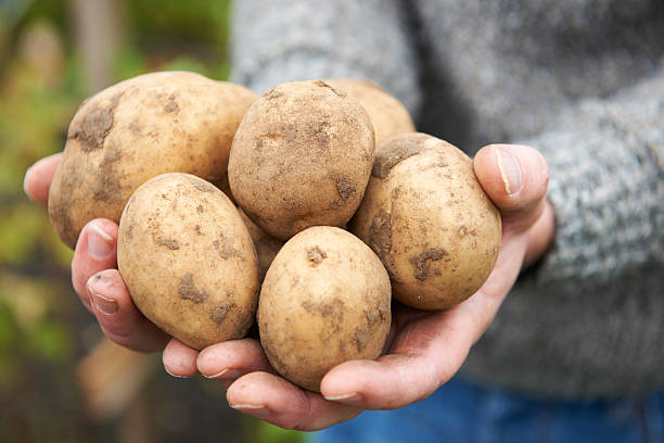 istock Man Holding Home Grown Potatoes 175169808