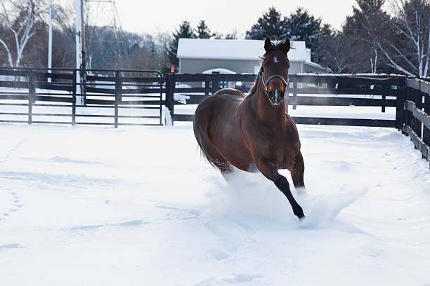 istock Horse running in the snow 175170016