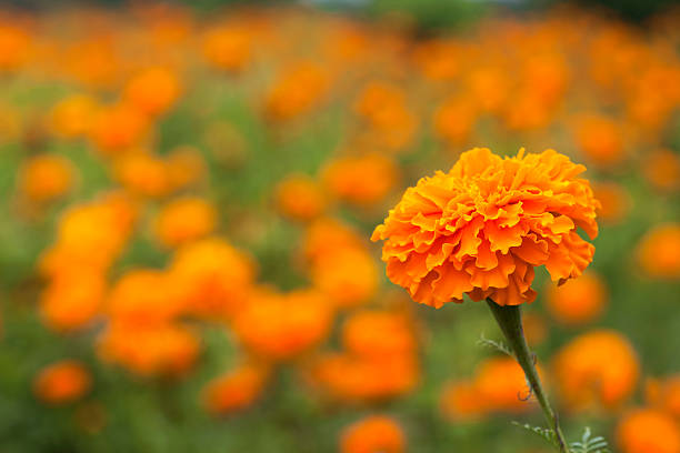 istock Marigold flower in a field of Marigolds. 175170018